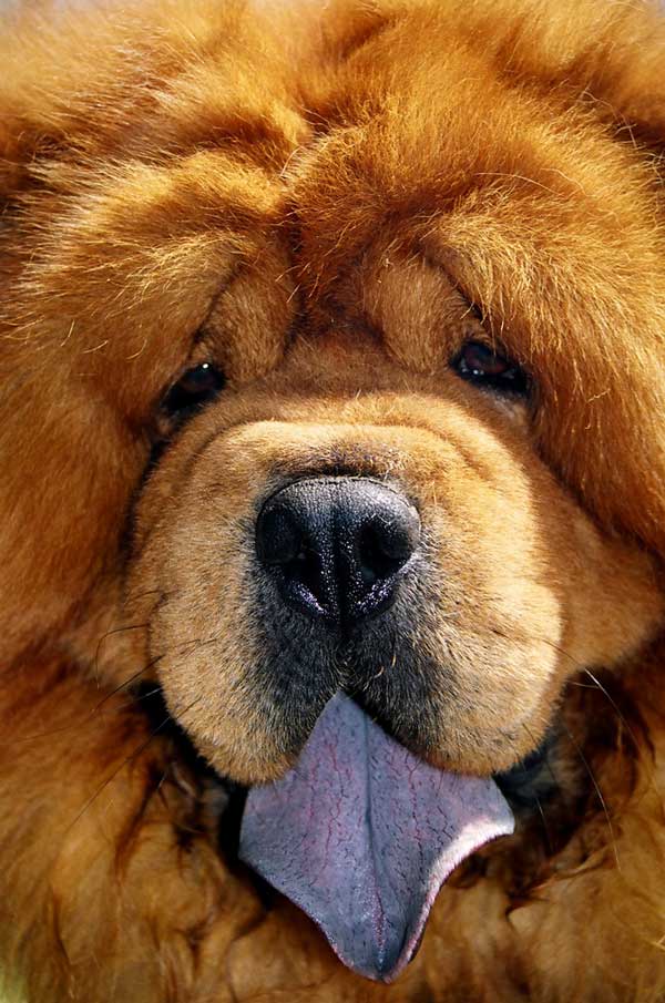 asian chow chow