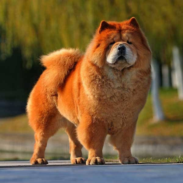 chinese dog chow chow