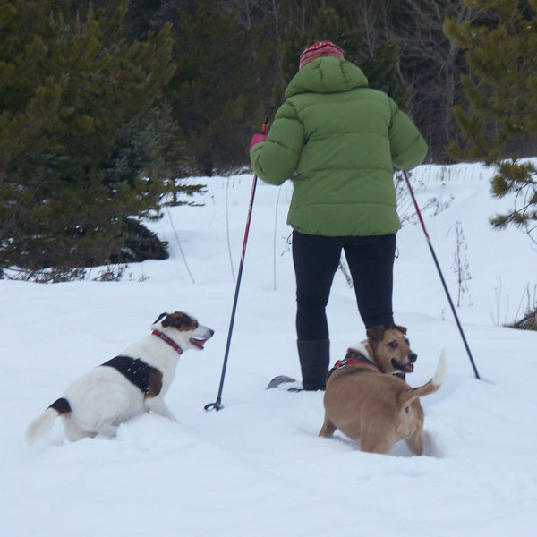 How to Go Snowshoeing and Skijoring with Your Dog Dogster