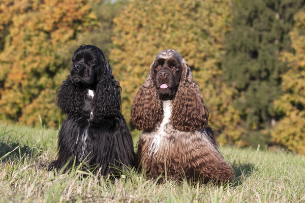 english cocker spaniel hunting dog