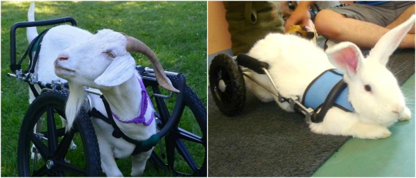 Eddie's Wheels Improves Life for Disabled Dogs