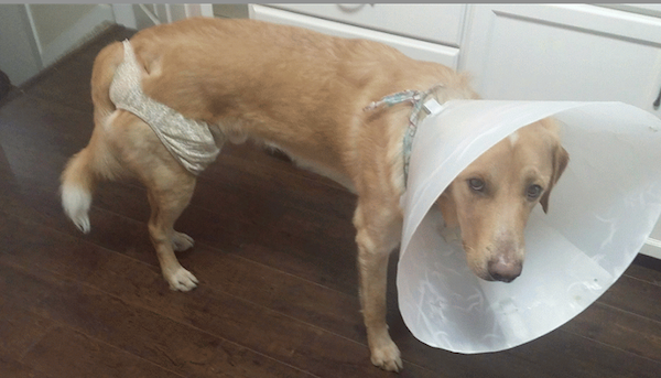 At one point we even made him wear panties so that he couldn't lick his ointments off. Poor dude.