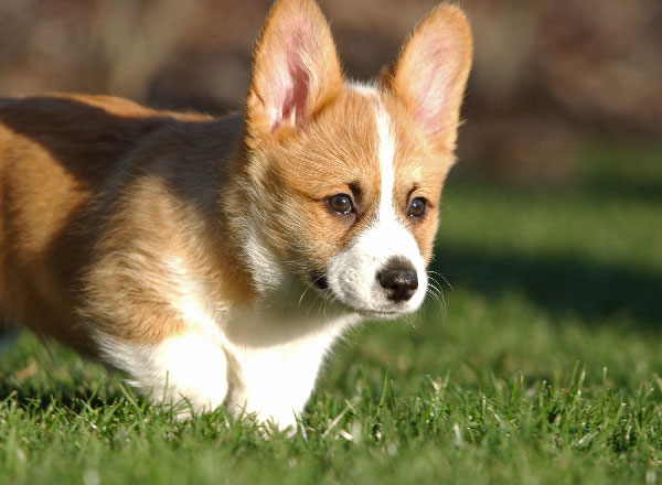 Is the Queen of England Ending the Tradition of Having Royal Corgis? Is the Queen of England Ending the Tradition of Having Royal Corgis?