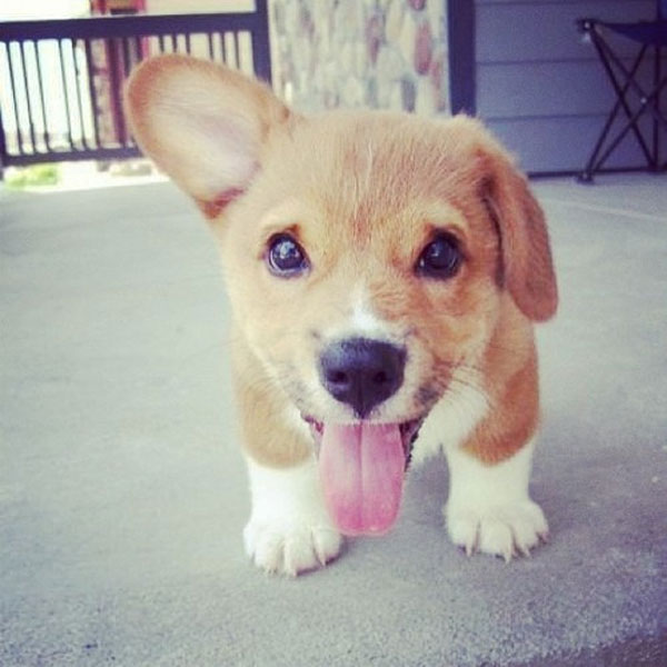 corgi puppies we can t get enough