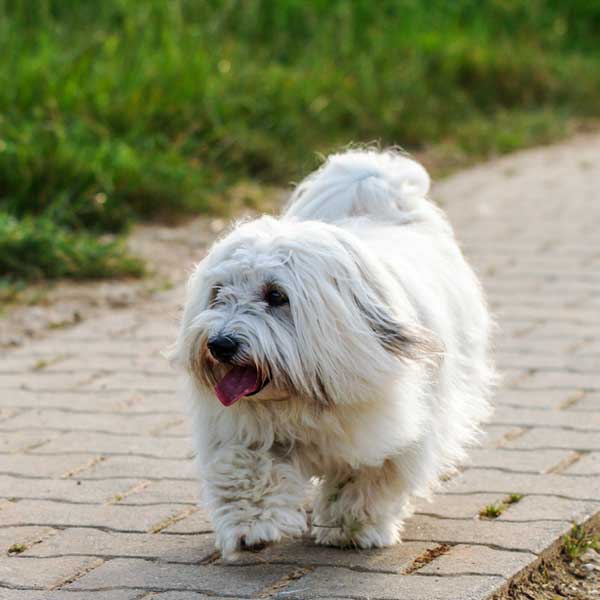 Get To Know The Coton De Tulear Cotton Candy On Four Legs Madagascar Once Issued A Stamp Featuring The Breed