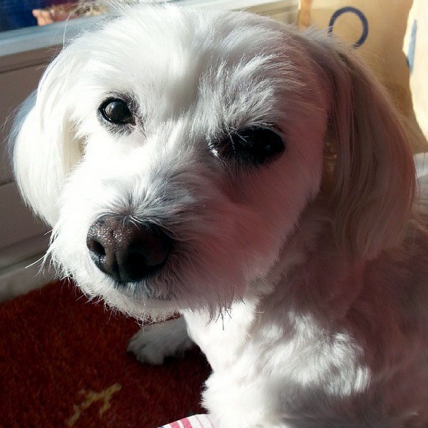 Get Ready for Spring With These Coton de Tulear Puppy Pictures