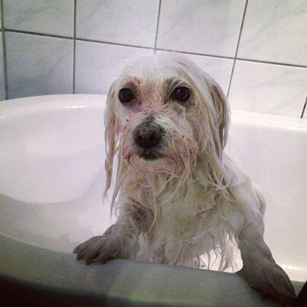 Get Ready for Spring With These Coton de Tulear Puppy Pictures Dogster