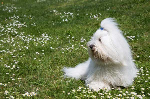 cottonelle coton de tulear