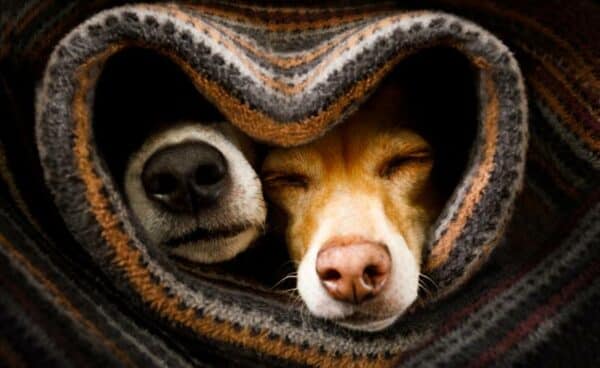 couple of dogs in love sleeping together under the blanket in bed in heart form