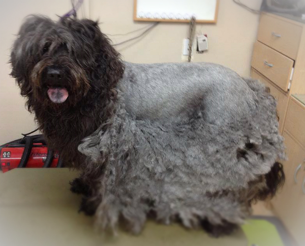 best way to cut matted dog hair