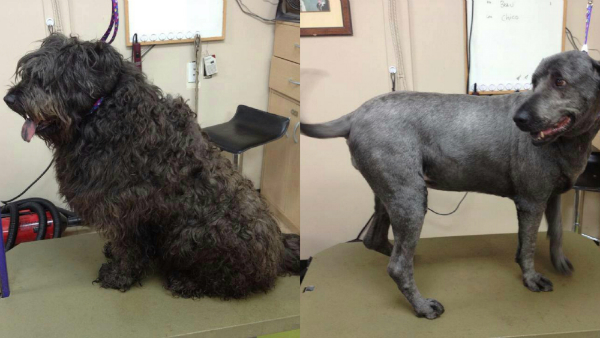 best way to remove matted fur from dog