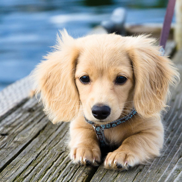 albino dachshund for sale