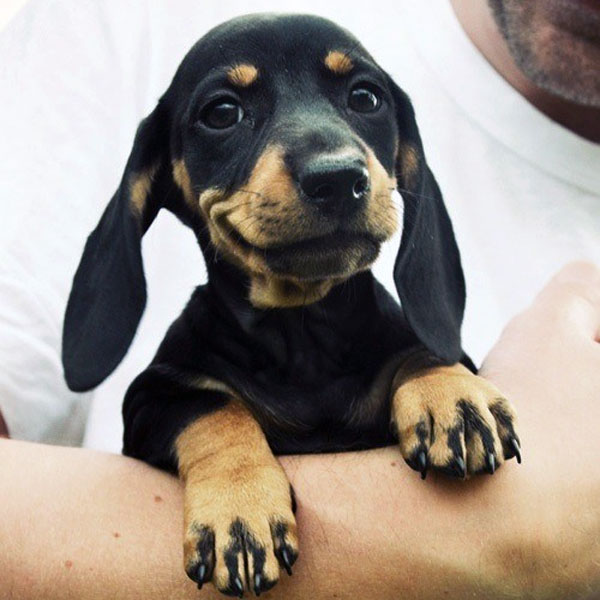 dachshund puppies pictures cute