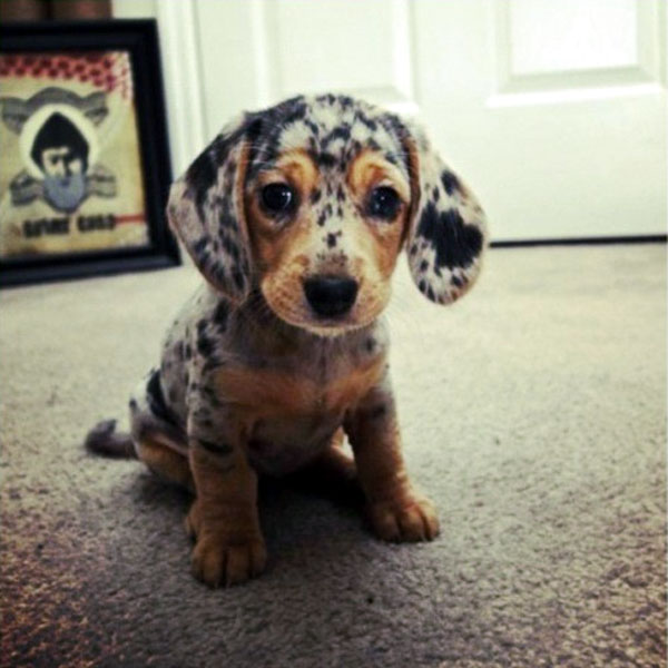 dachshund puppies pictures cute