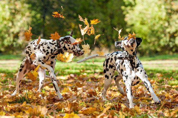 mascot dalmatians