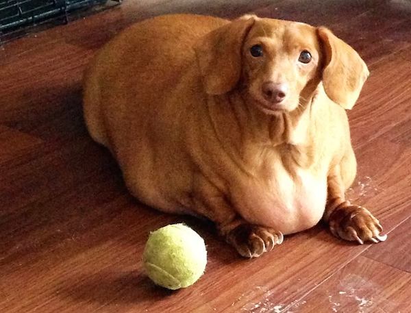 miniature sausage dog