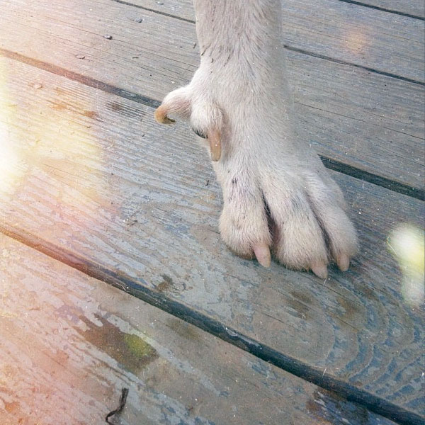 What Are Dog Dewclaws For, Anyways?