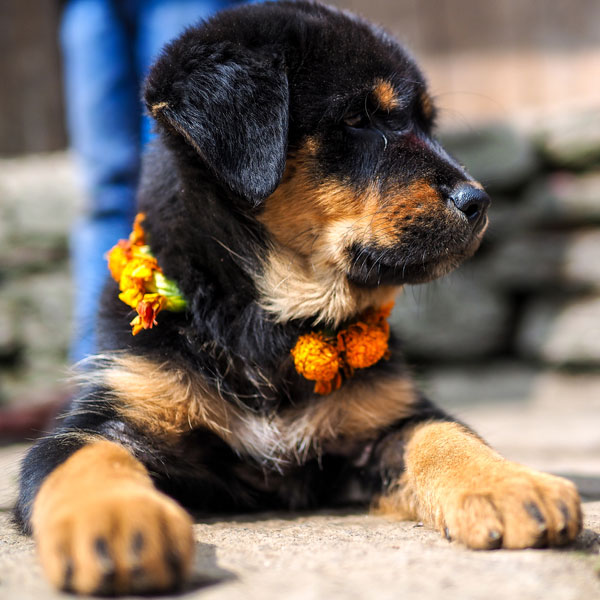 psy festival Nepál