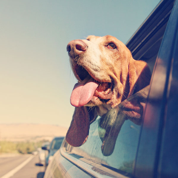 Do Dogs Sweat? Dogster