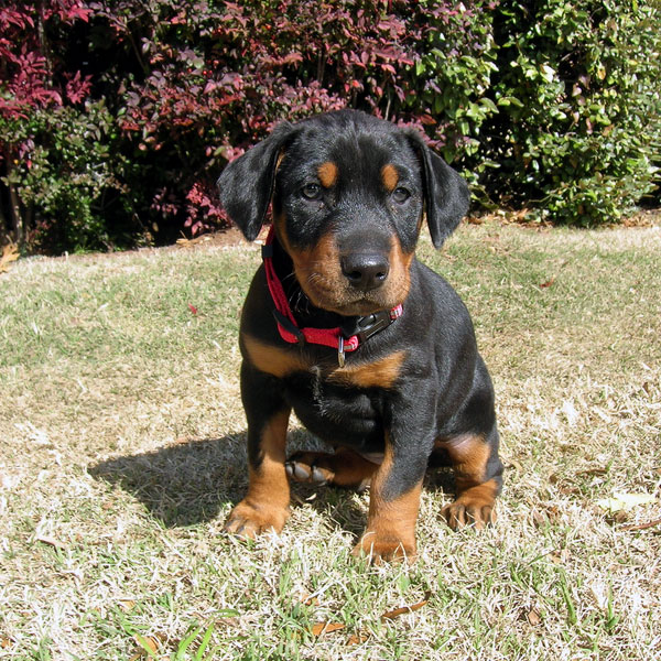 doberman male puppy