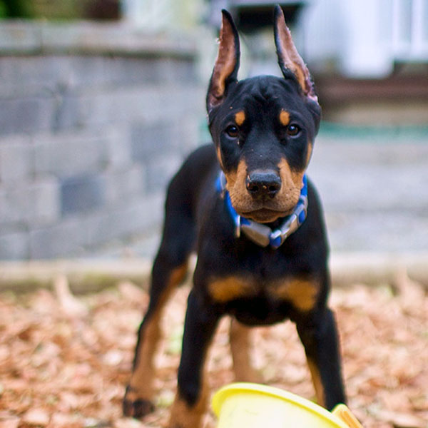 chocolate doberman puppies