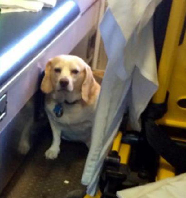 miles brown who let the dogs out dog hitches ride on side of ambulance carrying his ailing miles brown who let the dogs out dog hitches ride on side of ambulance carrying his ailing