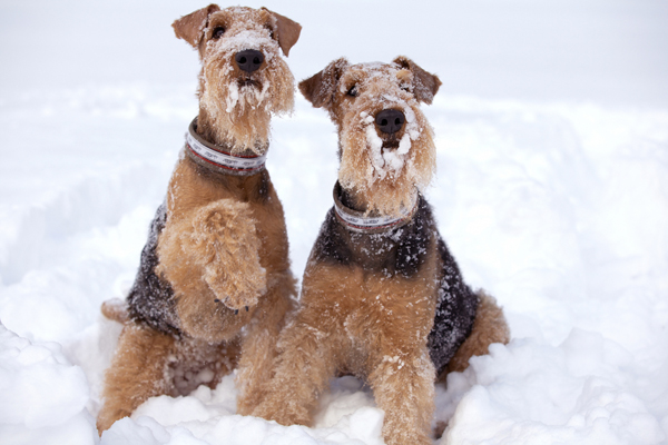 hunting airedale puppies for sale