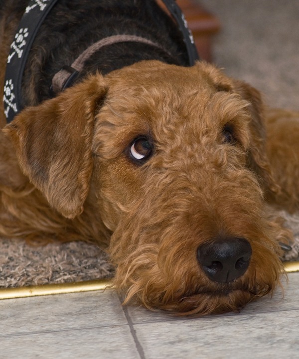 an airedale