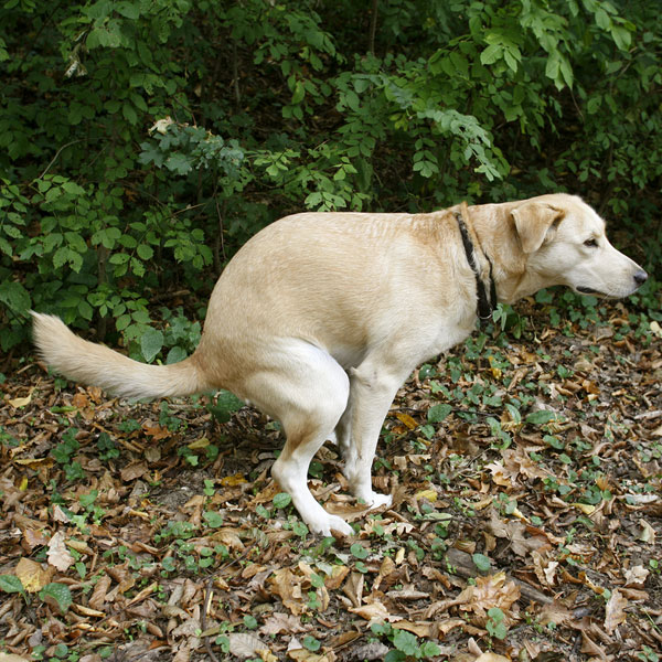 causes for constipation in dogs