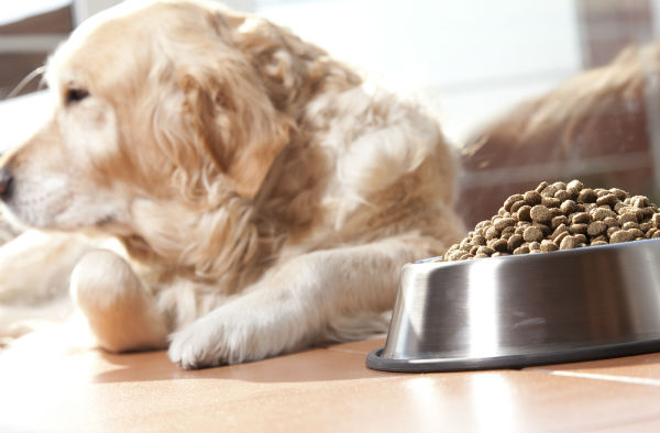 A golden retriever dog refuses food.