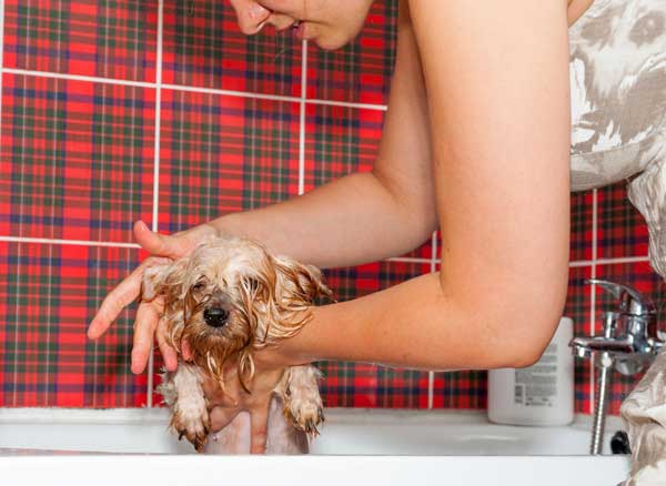 A small dog being shampooed in a bath.