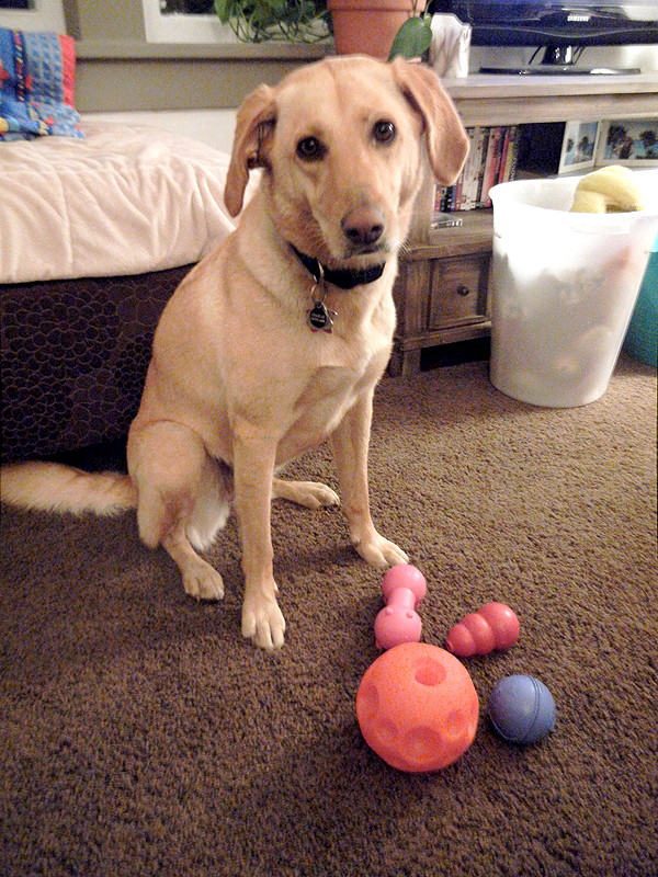 high energy dog breeds