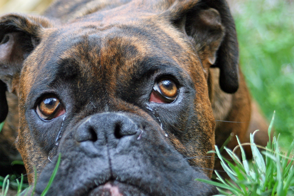 The Grass Can Be Greener: Dog Pee as Natural Lawn Care