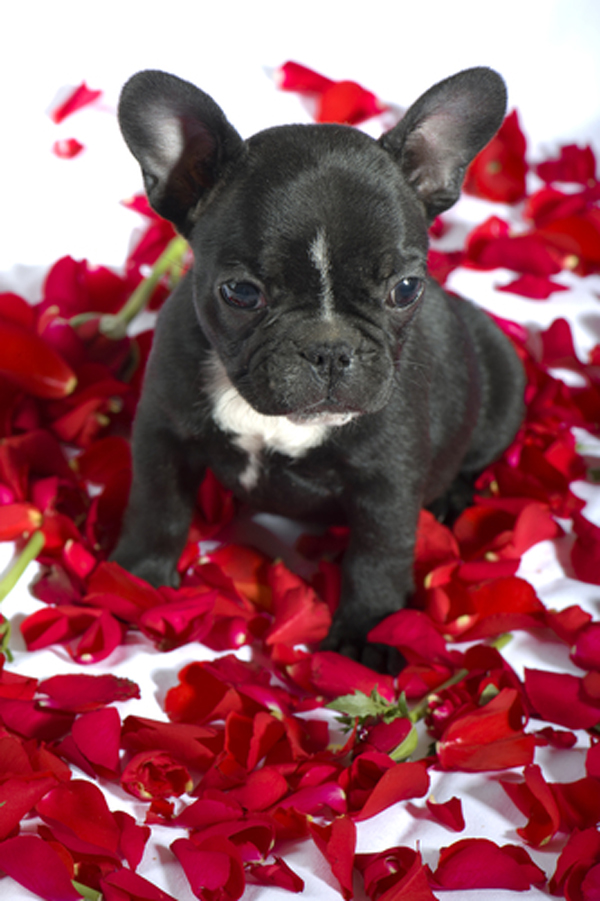 Puppy Proposal: Sometimes, 15 French Bulldogs Are Necessary to Get Her ...