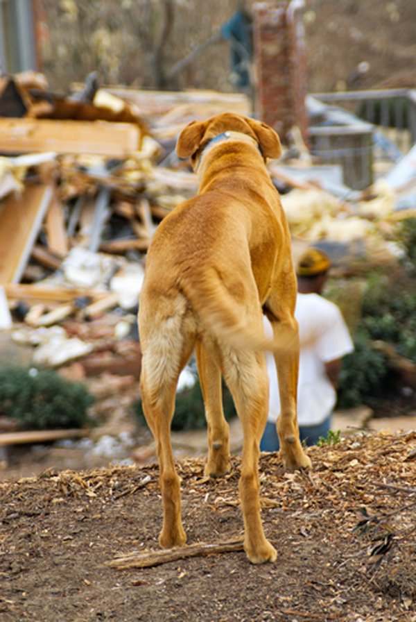 Protecting Your Dog In A Tornado