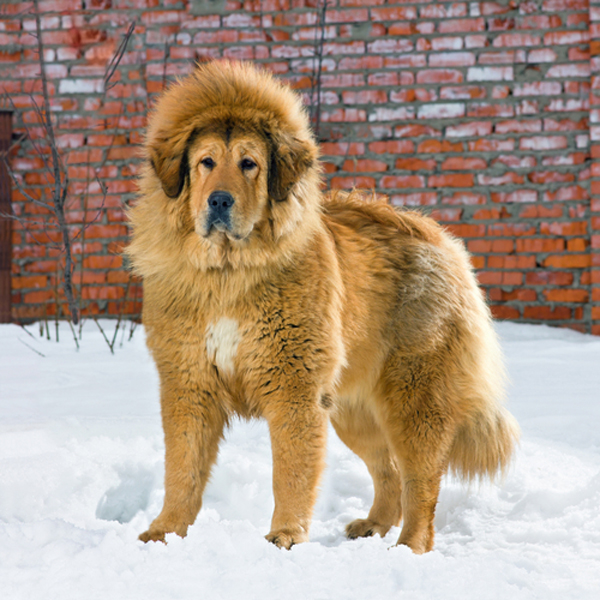 Zoo In China Uses Dog As A Lionjosh