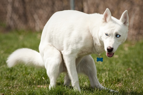 (Husky pooping in the park by Shutterstock)