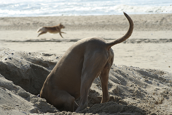 A dog's butt in the air as he digs on the beach.