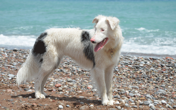 A black and white merle dog.