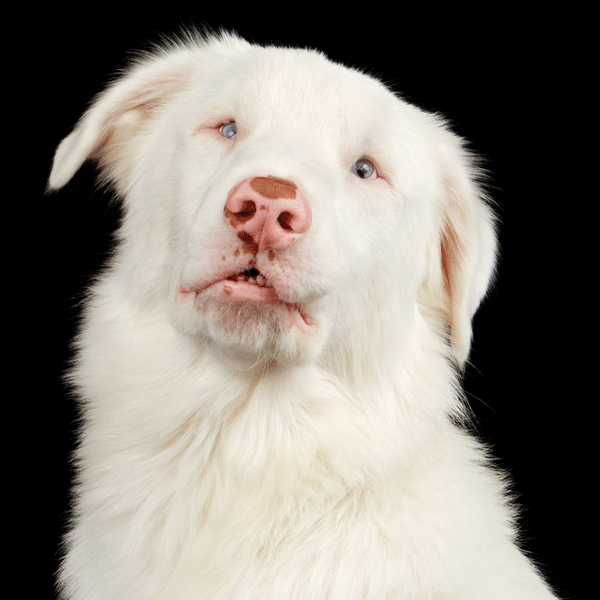 A double merle dog.