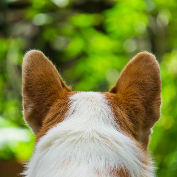 How Do I Get Rid of Fleas on Cats and Dogs You will first need to clean your dog's ears to get rid of wax and debris so that the mites have nowhere to hide. Once they are clean use an eyedropper to apply a couple of drops to the inside of each ear and massage the base of your dog's ear.