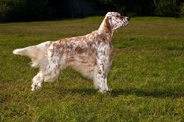 lemon english setter