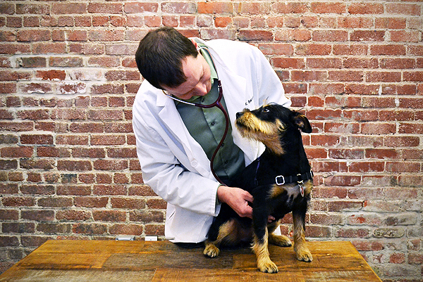 A dog gets a checkup at the vet.