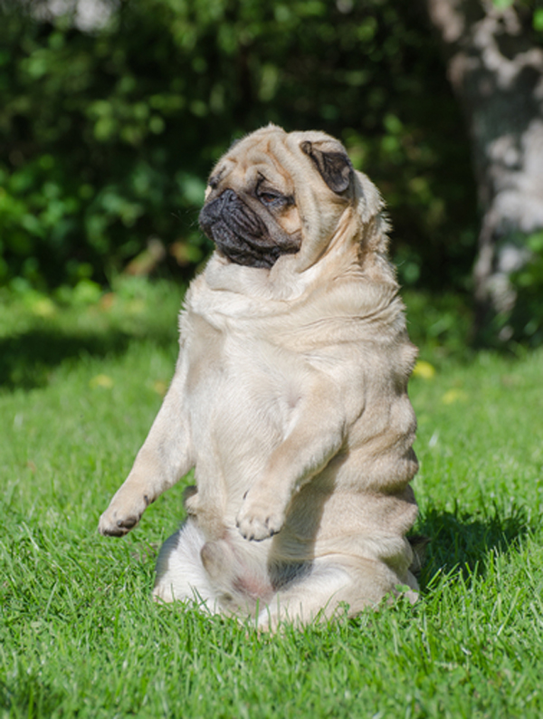A Group Fighting Pet Obesity Says Most U.S. Dogs Are Fat