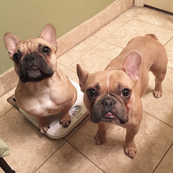 Filip and Liam were foster failures. (Photo via @filip_and_liam)