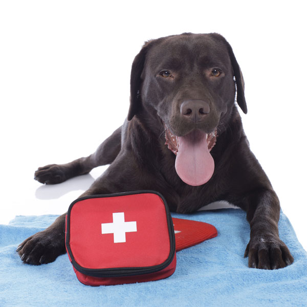 https://www.dogster.com/wp-content/uploads/2015/05/first-aid-kit-dogs-04.jpg