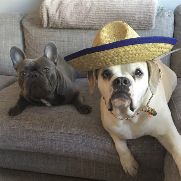 Manny's siblings, Frank and Leila, share a sombrero. (Photo via @frank_the_funnyfrenchie)