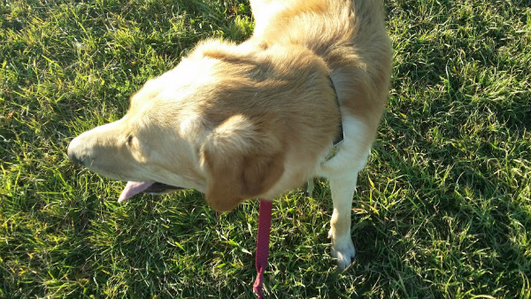 Dude - my dog is on leash. Sorry we had the audacity to walk down the street.