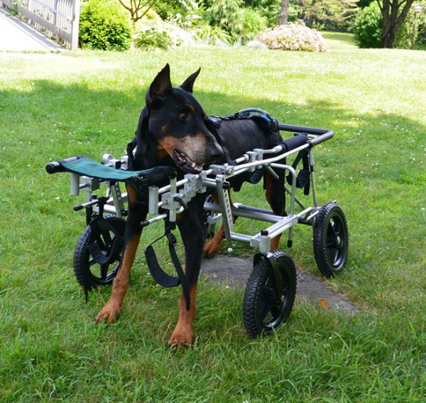 Eddie's Wheels Improves Life for Disabled Dogs Dogster