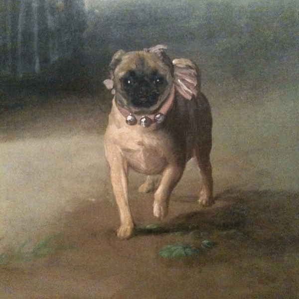 pug with bell collar